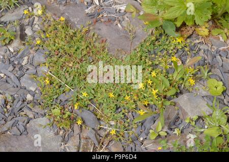 Hypericum humifusum, des St Johns Millepertuis, Pays de Galles, Royaume-Uni Banque D'Images