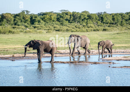 Arrêter les éléphants par un point d'eau pour prendre un verre dans le parc national de Hwange. Hwange, Zimbabwe. Banque D'Images