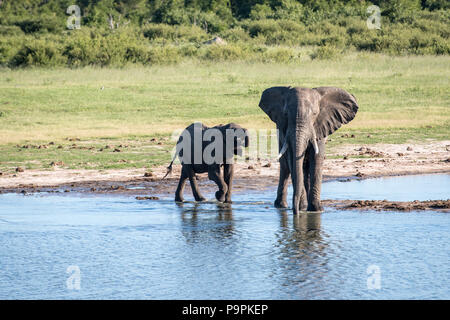 Arrêter les éléphants par un point d'eau pour prendre un verre dans le parc national de Hwange. Hwange, Zimbabwe. Banque D'Images