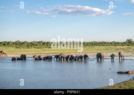 Arrêter les éléphants par un point d'eau pour prendre un verre dans le parc national de Hwange. Hwange, Zimbabwe. Banque D'Images