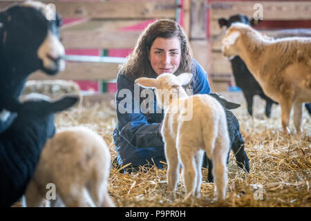 Animal Science les élèves travaillent avec les agneaux nouveau-nés sur le campus de l'UMD Farm dans le cadre d'agneau regarder en classe College Park Maryland.Jeune femme adulte dans la crique Banque D'Images