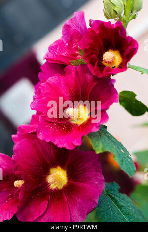 Belles fleurs chrysanthème rouge sur fond noir, tons sombres. Banque D'Images