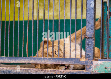 Lionne en captivité dans un zoo derrière les barreaux. Le pouvoir et l'agression dans la cage Banque D'Images