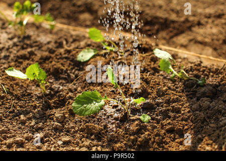 Détail sur l'arrosage des semis fraîchement plantés, vert gouttes tombant de saupoudrer le peut. Banque D'Images