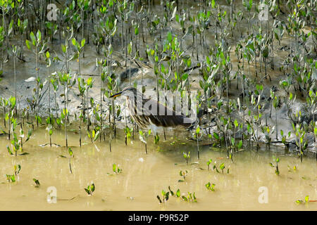 Un Indien, Crabier Sundarbans, le Bangladesh. Banque D'Images