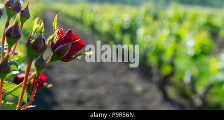 Roses rouges et de bois post de vignes en bordelais. De nouvelles feuilles de raisin les bourgeons et les jeunes en croissance au printemps avec des roses à Saint Emilion vineyard Banque D'Images