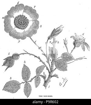 . (Retiré après demande. reusableart) . 1870 208 Chien Noir et Blanc Dessin Rose Banque D'Images