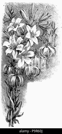 208 Lys noir et blanc Banque D'Images