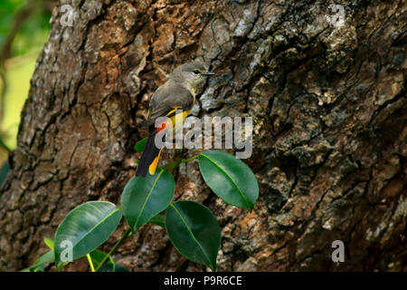 Petit (Pericrocotus cinnamomeus minivet rouge) dans des Sundarbans, le Bangladesh. Banque D'Images