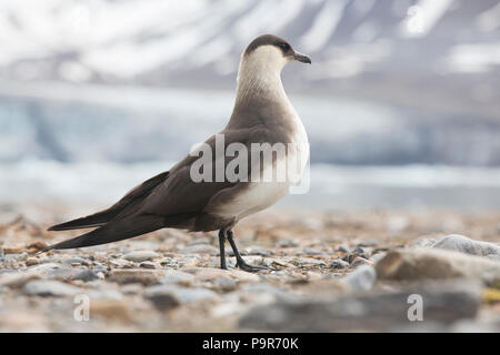 Parasitic jaeger / Labbe parasite (Stercorarius parasiticus) au Svalbard Banque D'Images