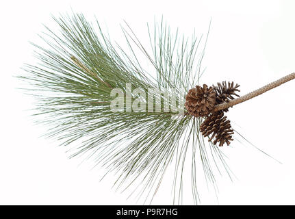 Grand ensemble de divers cônes de conifères isolated on white Banque D'Images
