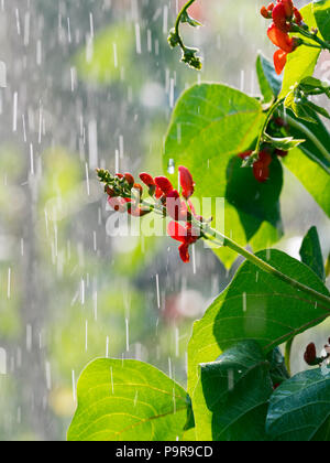 Haricot rouge fleurs "Scarlet Emperor' dans la pluie douche in vegetable garden Banque D'Images