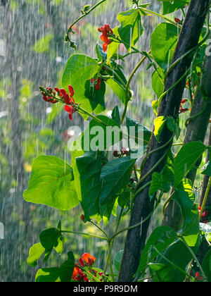 Haricot rouge fleurs "Scarlet Emperor' dans la pluie douche in vegetable garden Banque D'Images