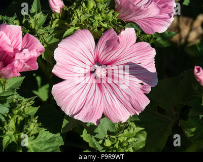 Un gros plan d'une seule fleur de Lavatera coupe d'argent Banque D'Images