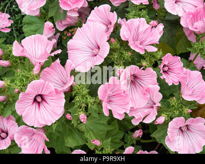 Un groupe de la grande rose fleurs de Lavatera coupe d'argent Banque D'Images