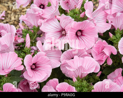 Un groupe de la grande rose fleurs de Lavatera coupe d'argent Banque D'Images