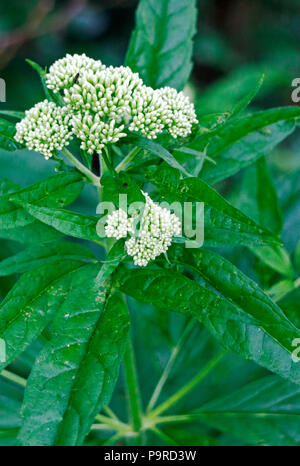 Les boutons de fleurs de sureau, Sambucus ebulus, Danewort à Southrepps, Commun, Norfolk, Angleterre, Royaume-Uni, Europe. Banque D'Images
