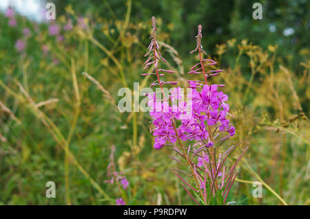 Fleurs de Ivan-thé, plante médicinale Ivan-inflorescence rose thé Banque D'Images