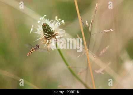 Marmalade Hoverfly oscillant autour de l'usine. Banque D'Images