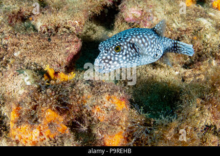 Portrait de puffer tacheté de Porcupine poisson globe tout en plongée sous-marine Banque D'Images