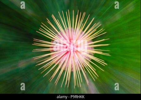 Résumé Leucospermum cordifolium fleur dans l'UCSC arboretum à Santa Cruz, en Californie, USA. Banque D'Images