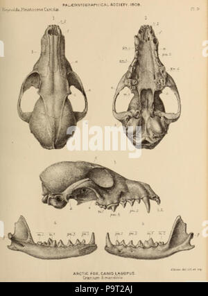 248 du Pléistocène britannique Mammalia (1866) Le renard arctique Cranium Banque D'Images