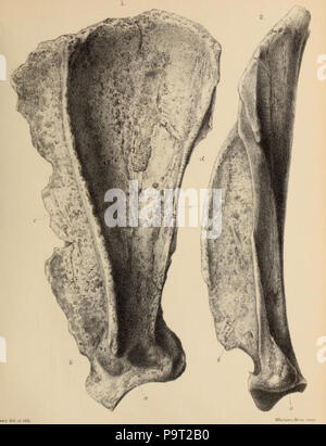 248 du Pléistocène britannique Mammalia (1866) Grotte Hyène Scapula Banque D'Images