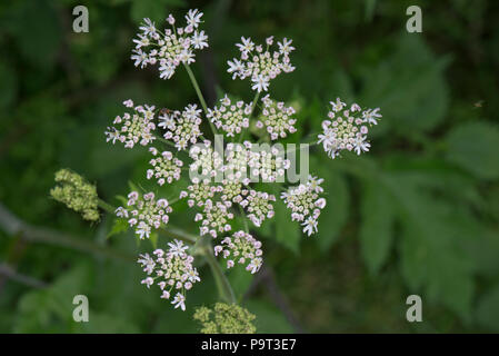 Coloration rose à fleurs dans une ombelle de berce du Caucase, Heracleum sphondylium, Berkshire, juin Banque D'Images