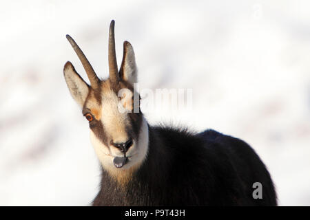 En hiver à Chamois Rupicapra rupicapra Tatras - Banque D'Images