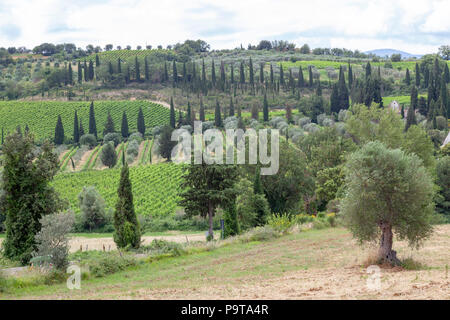 La campagne toscane, dans le voisinage de l'abbaye de Sant'Antimo (Montalcino - Toscane - Italie). La campagne Toscane dans les environs de l'abbaye de S Banque D'Images