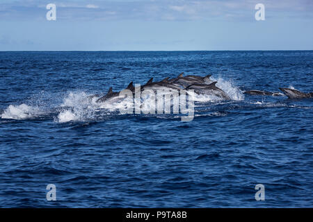 Grand groupe de dauphins sautant de l'océan Banque D'Images