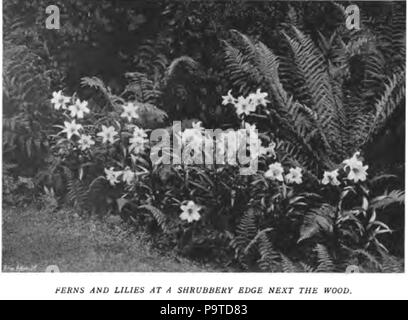 338 La couleur dans le jardin de fleurs74 Banque D'Images