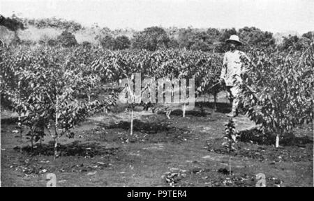 Café 332 arbres de la variété Bourbon, l'Indochine française Banque D'Images