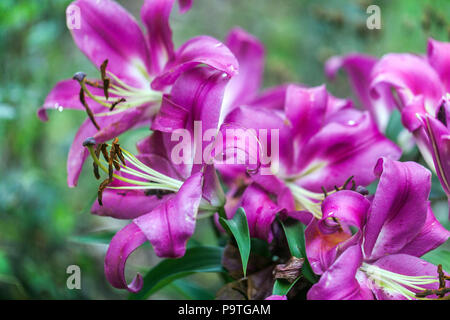 Lys Oriental, Lilium ' ' Robina, trompette lily Banque D'Images