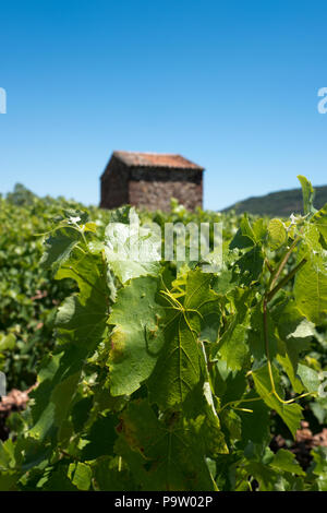 Un petit bâtiment de ferme en pierre se dresse parmi les vignes florissantes, en premier plan l'accent pointu, dans un vignoble près de Pic St Loup, Languedoc Banque D'Images