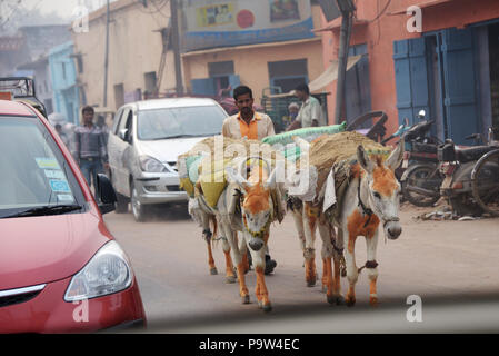 La vie de la rue, un homme avec deux ânes dans un voyage entre Delhi et Jaipur, Inde. Banque D'Images