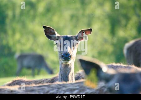 Red Deer hind dans une ferme de cerfs dans les Highlands d'Ecosse Banque D'Images