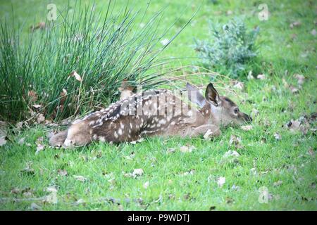 Red Deer nouvellement né veau couché dans l'herbe et camouflées par quitte Banque D'Images