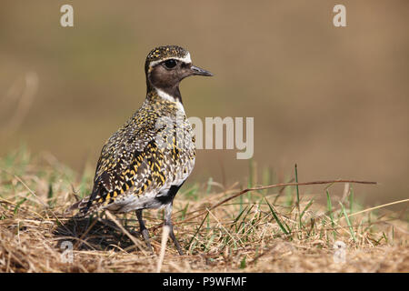 Pluvier doré européen (Pluvialis apricaria), Laponie, Suède Banque D'Images