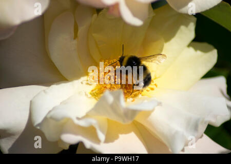 Un gros plan d'un bourdon en quête de pollen d'une rose blanche Banque D'Images