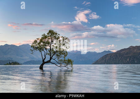 Seul arbre debout dans l'eau, le lac Wanaka, Wanaka l'arbre, Roys Bay, Otago, île du Sud, Nouvelle-Zélande Banque D'Images