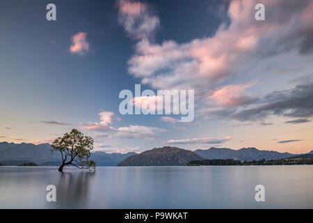 Seul arbre debout dans l'eau, le lac Wanaka, Wanaka l'arbre, Coucher du soleil, la baie de Roys, Otago, île du Sud, Nouvelle-Zélande Banque D'Images