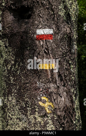 Waymarks peint sur à un tronc d'arbre indiquant le chemin du GR11 Chemin de randonnée longue distance à la Coll Joell en Pyrénées Catalanes, Espagne Banque D'Images