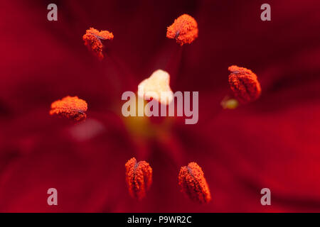 Libre de tulipe rouge fleur intérieure avec l'accent sur les anthères des étamines Banque D'Images