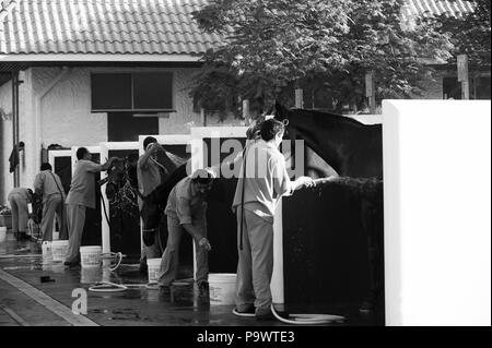 La queue des chevaux d'être lavées après l'entraînement du matin par les palefreniers indiennes dans un chantier de Dubaï. Banque D'Images