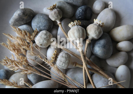 Les semences d'herbe, gris bleu et blanc sur la mer de cailloux et de têtes de pavot. Banque D'Images