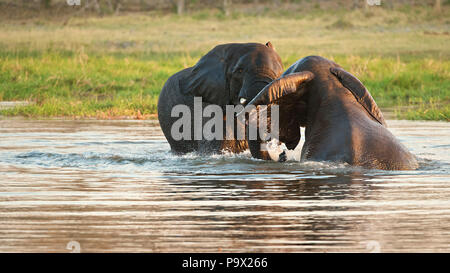 Deux jeunes éléphants africains bull combat dans l'eau la moitié submergé Banque D'Images