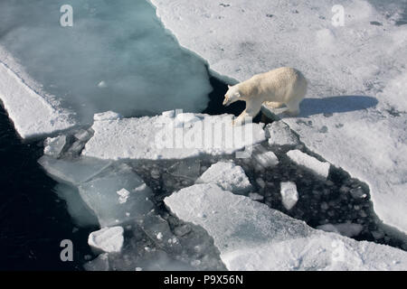 L'ours polaire sur la marche de l'océan Arctique gelé près de Svalbard Banque D'Images