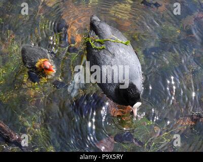 Foulques d'Eurasie (Fulica atra) dans l'ouest de lac de plaisance, Victoria Park, London, UK. Banque D'Images