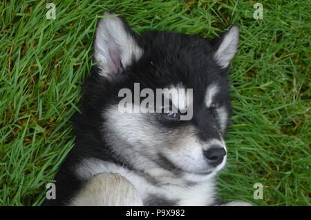 Vraiment mignon visage d'un alusky 2 mois puppy dog. Banque D'Images